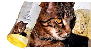 FlexoKliché katt